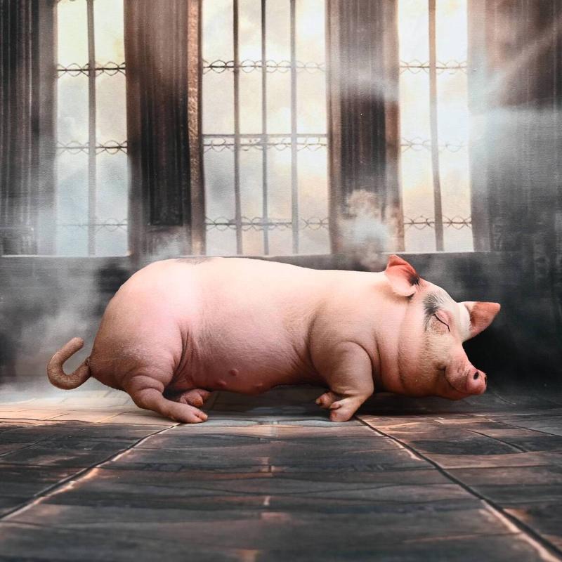 หมอนตุ๊กตาหมูนอนหลับน่ารักสมจร - Home Office With Sofa บทวิจารณ์และราคา